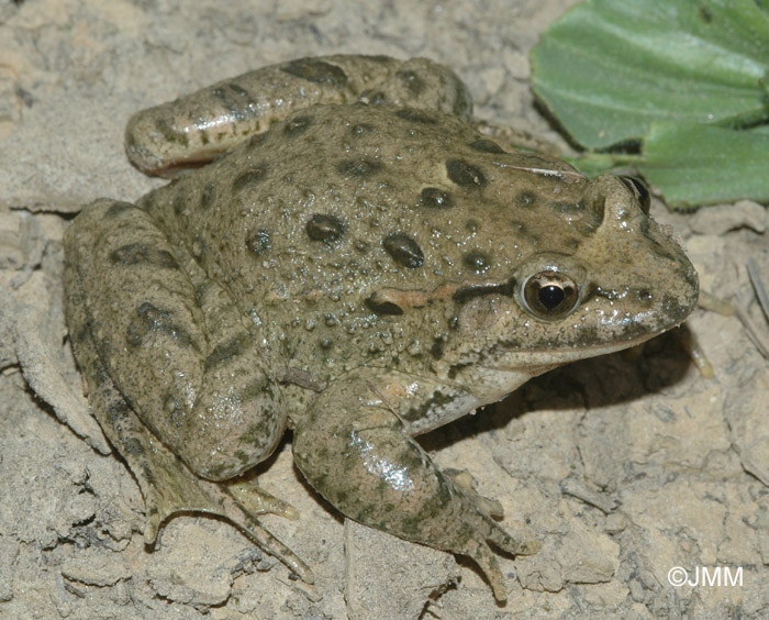 Discoglossus pictus auritus Discoglosse peint